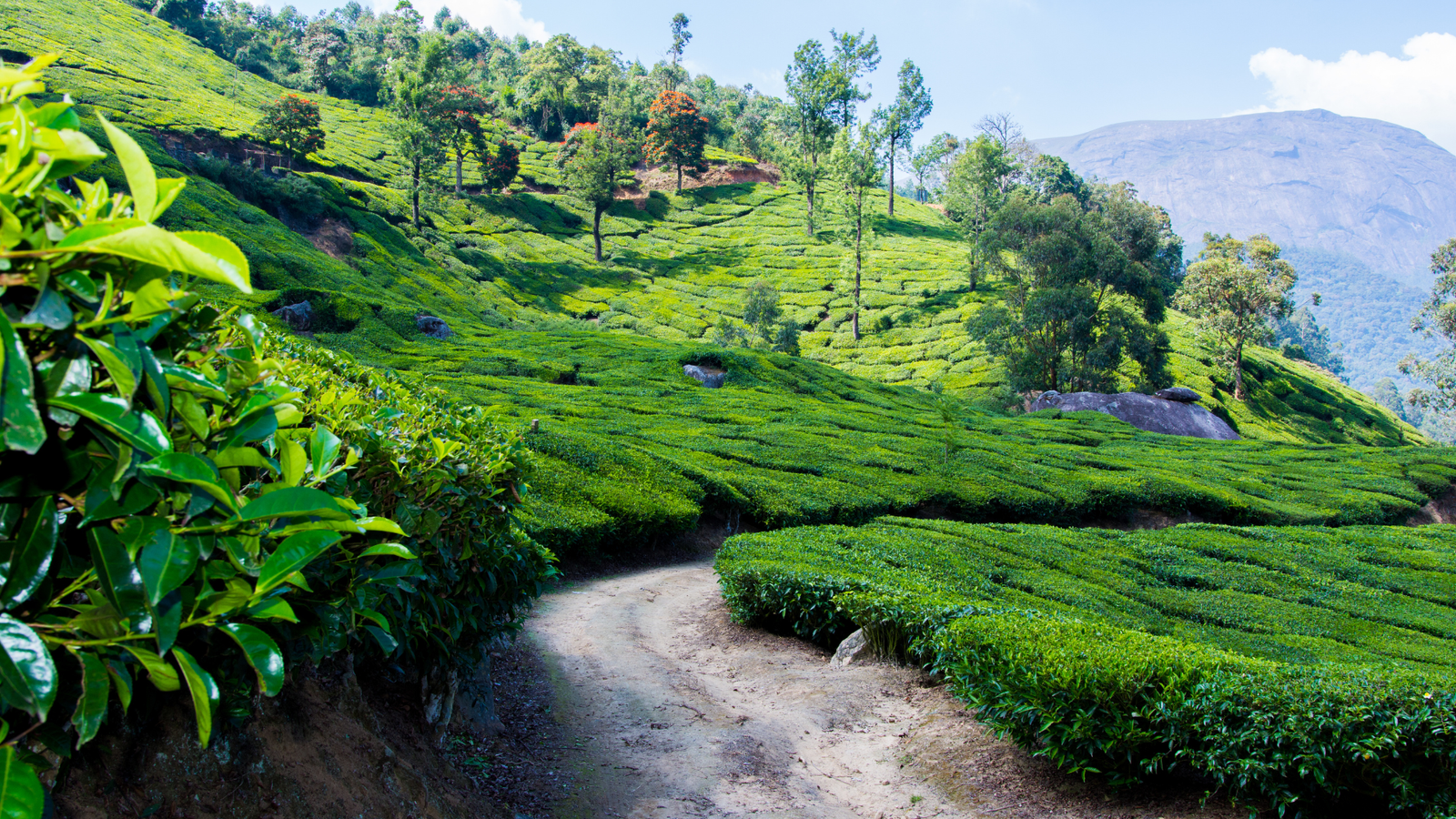 Kerala garden