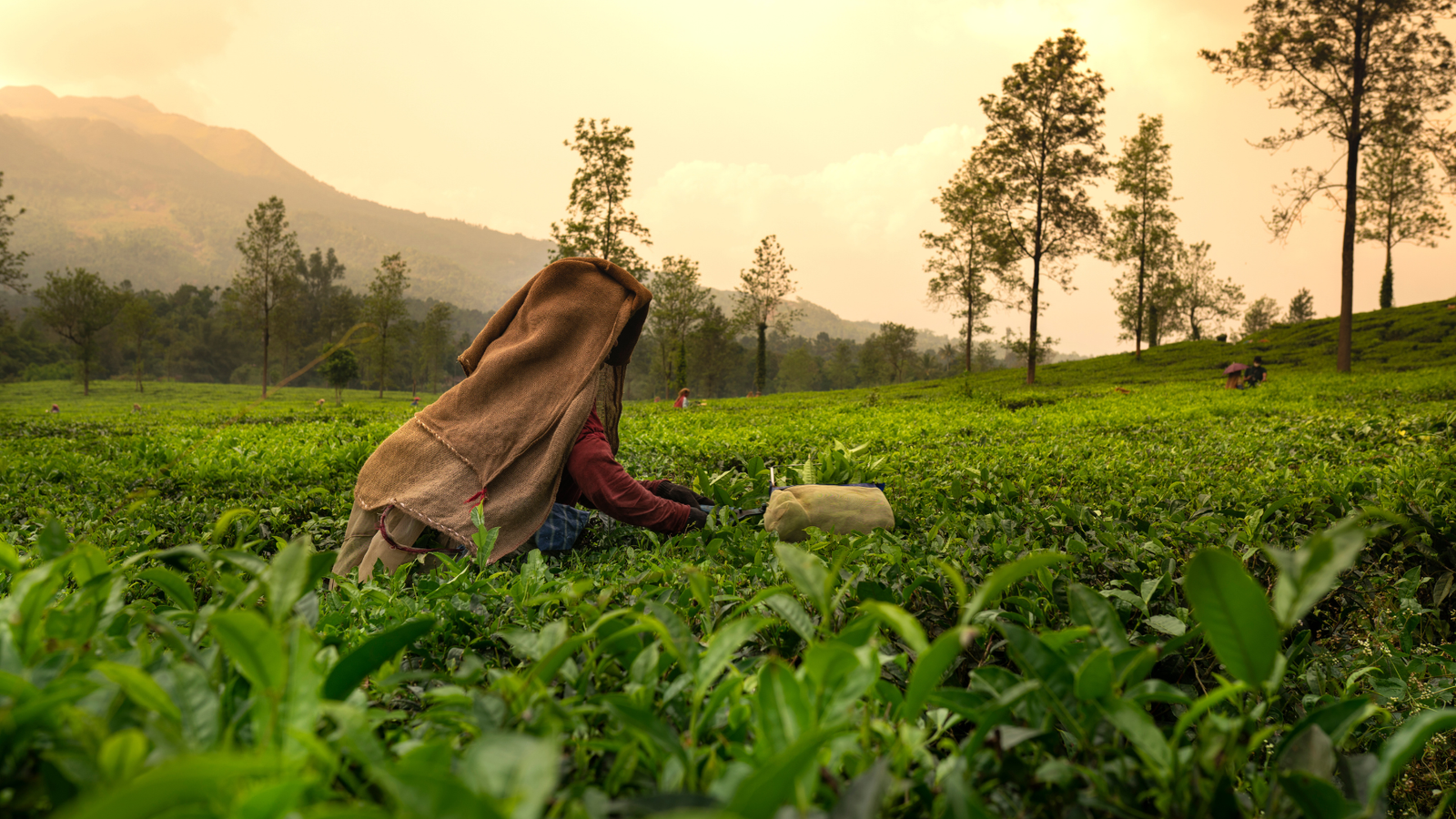 Tea garden kerala