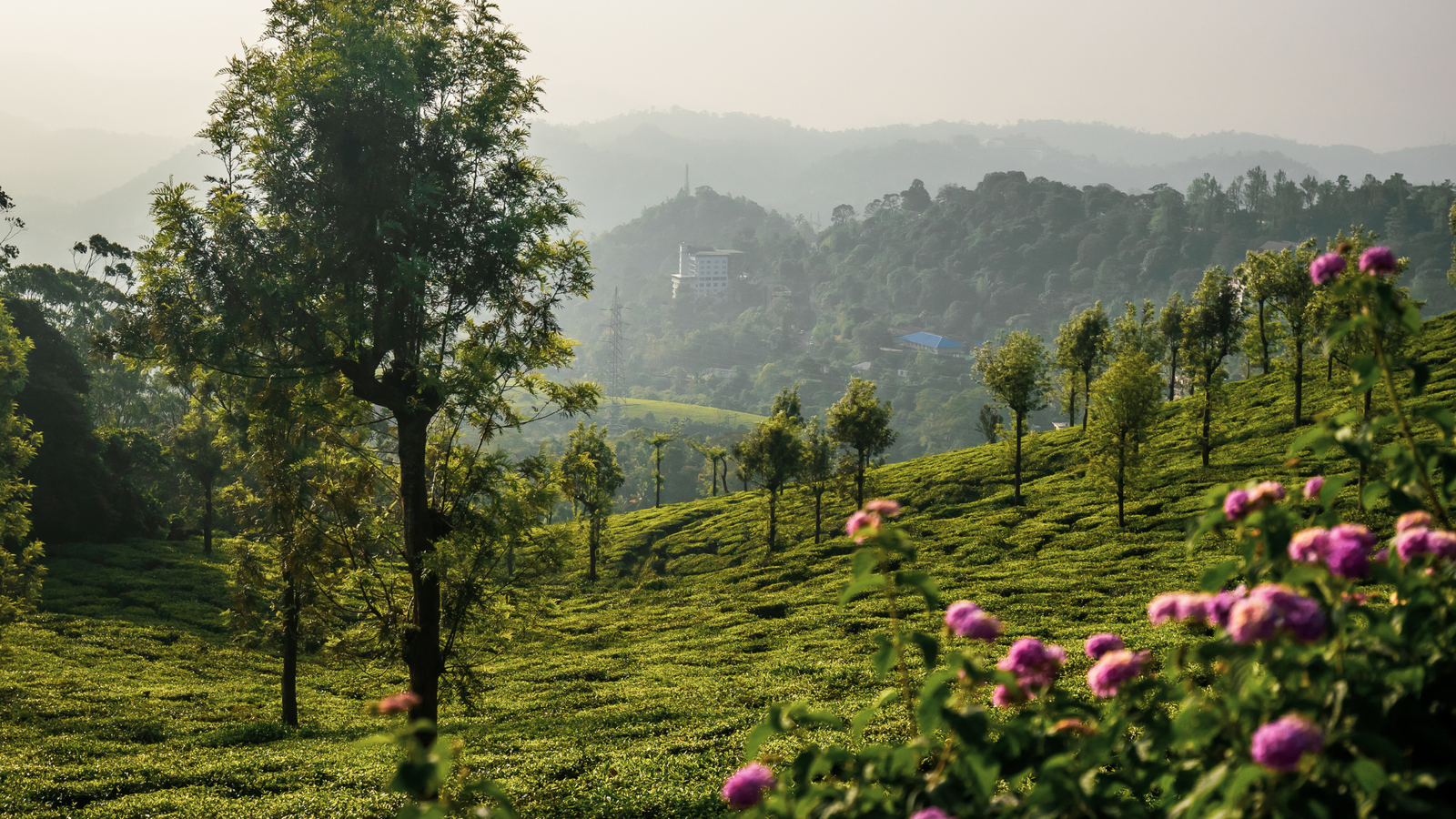 Kerala garden