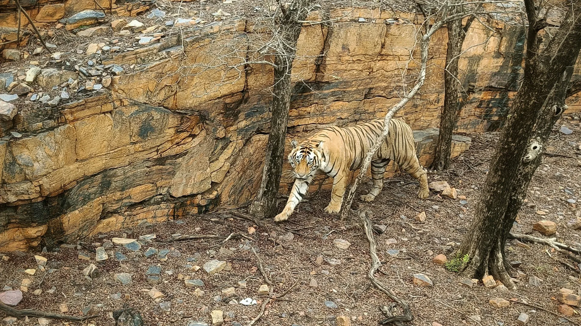 Wildlife safari tiger 