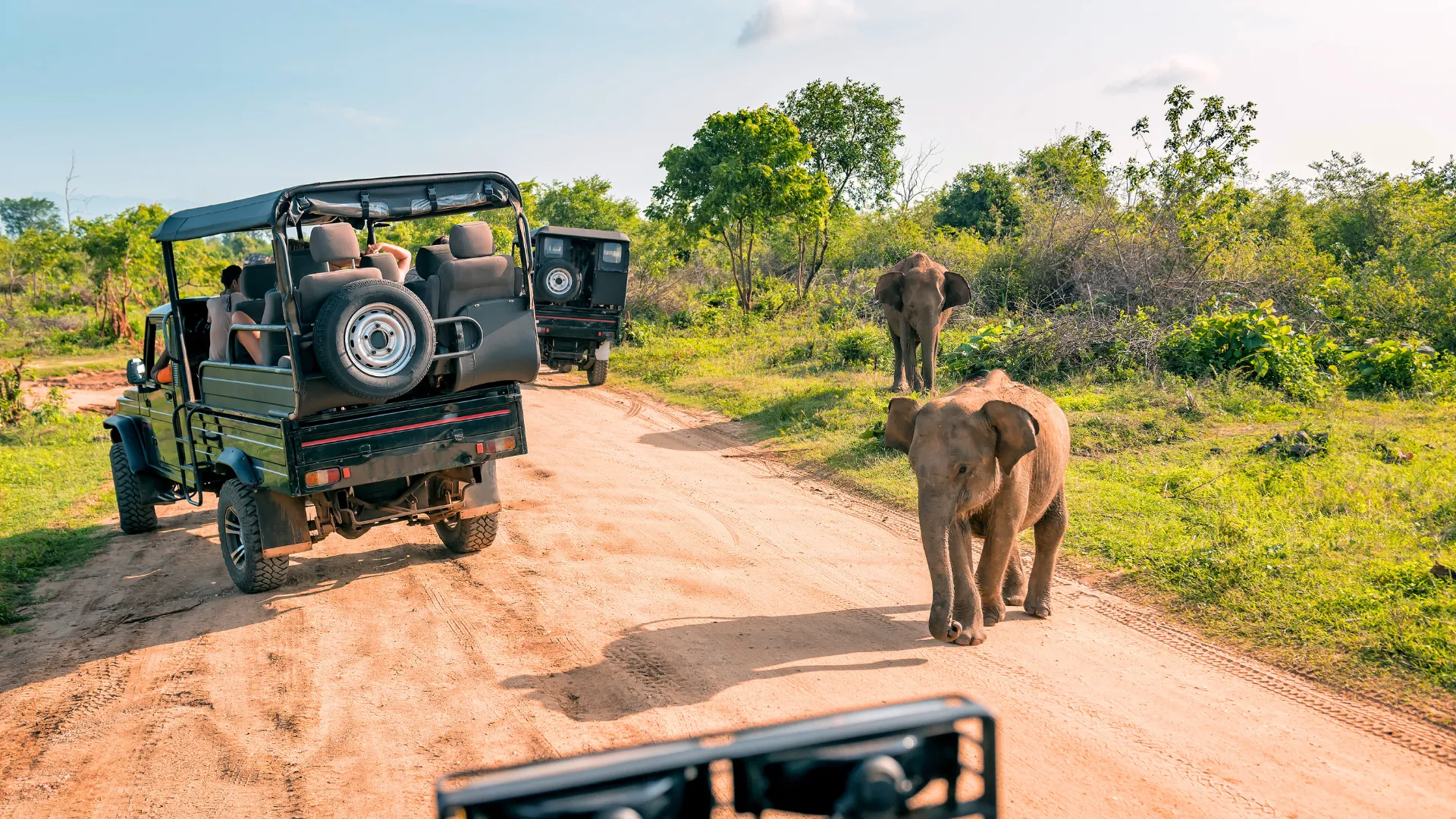 Wildlife Safari